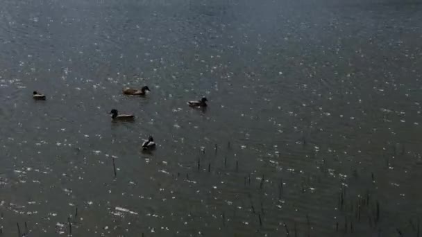 Hermosos patos salvajes en el lago. — Vídeo de stock