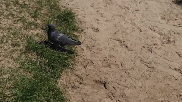 Pigeons de ville dans le sable . — Video