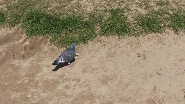 모래 속의 비둘기. — 비디오