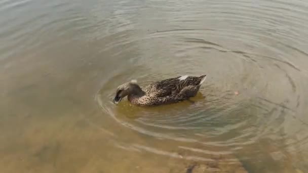 Красивые дикие утки на озере. — стоковое видео