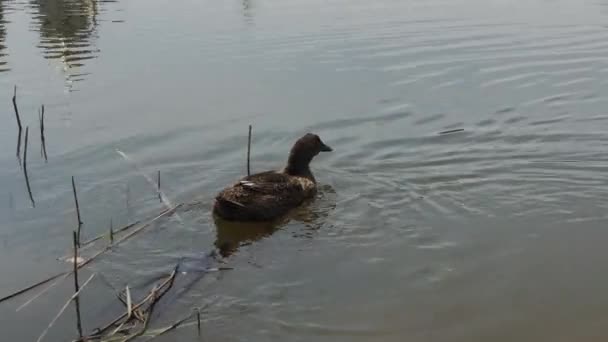 Hermosos patos salvajes en el lago. — Vídeo de stock