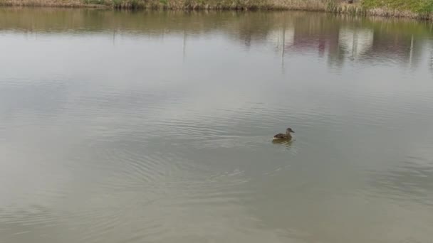 Piękne dzikie kaczki nad jeziorem. — Wideo stockowe