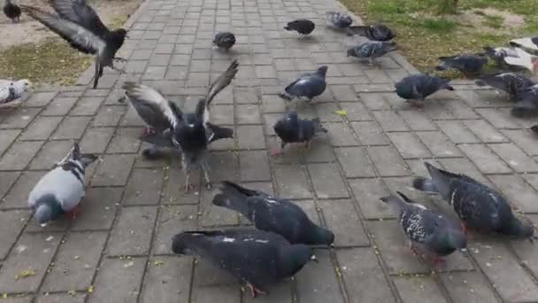 Palomas de la ciudad picotean grano. Un gran número de palomas . — Vídeos de Stock