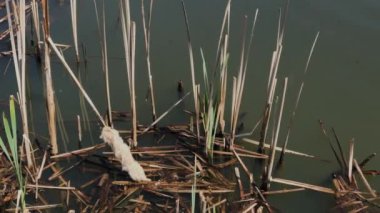 Gölde kurumuş sazlıklar.