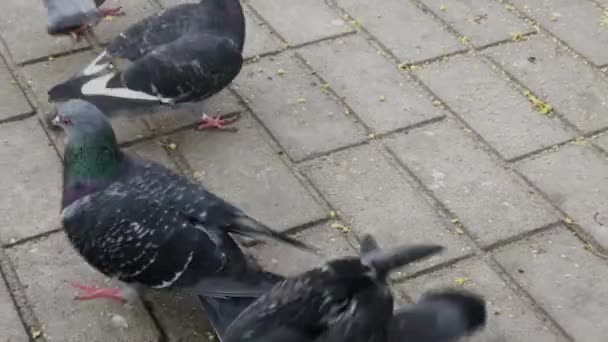 Stadsduvor pickar säd. Ett stort antal duvor. — Stockvideo