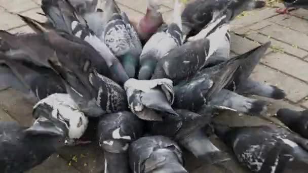 Міські голуби п'ють зерно. Велика кількість голубів . — стокове відео