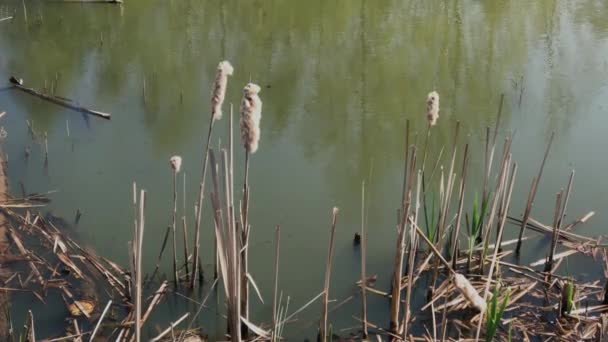 Gedroogde riet op het meer. — Stockvideo