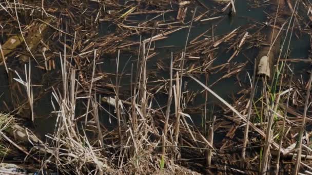 Cañas secas en el lago . — Vídeo de stock