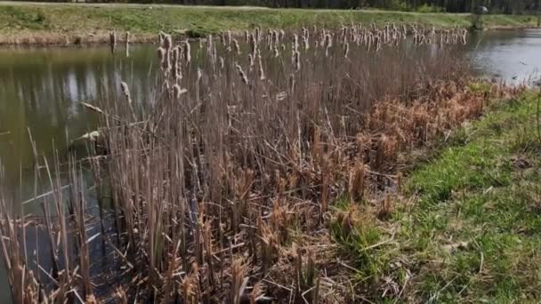 Cañas secas en el lago . — Vídeos de Stock