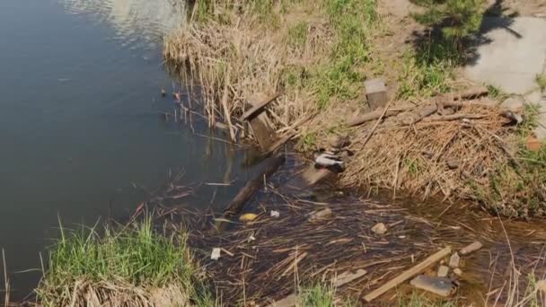 Dos patos salvajes en un lago sucio en la basura . — Vídeos de Stock