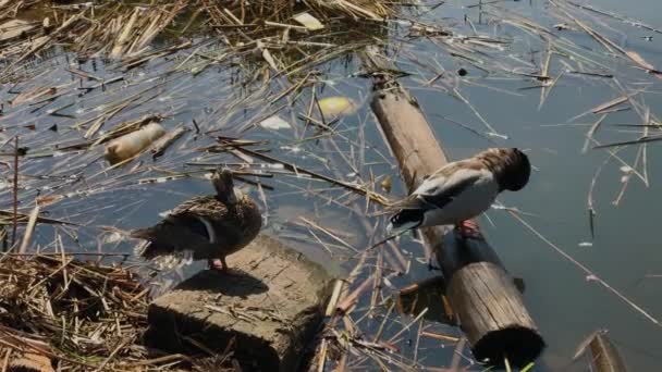 ゴミの中の汚れた湖の上に2匹の野生のアヒル. — ストック動画