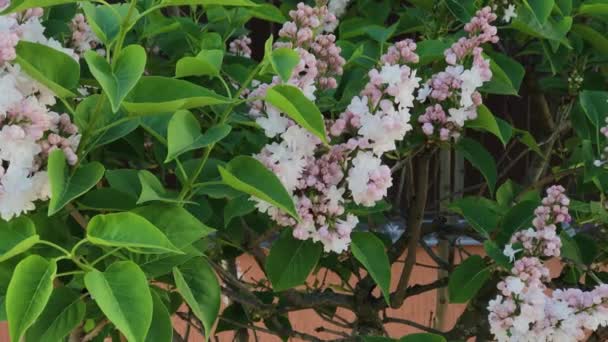 Bush aux fleurs lilas en été . — Video