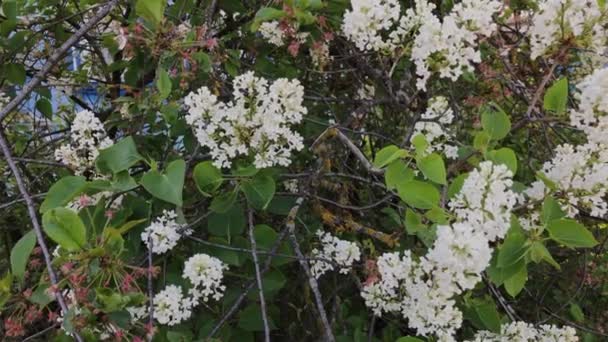 Bush met lila bloemen in de zomer. — Stockvideo