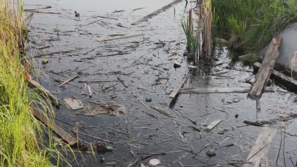 Lago de la ciudad con basura en el agua . — Vídeos de Stock