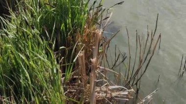 Gölde kurumuş sazlıklar.