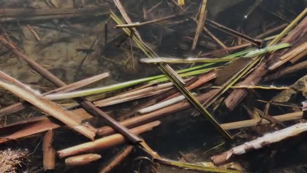 Suché rákosí na jezeře. — Stock video