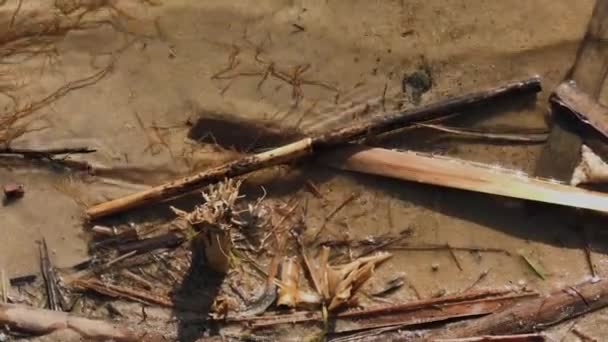 Vuil meerwater. Zuiverheid van natuur. — Stockvideo