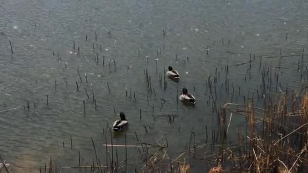 Hermosos patos salvajes en el lago. — Vídeo de stock