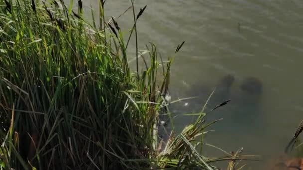 Cañas secas en el lago . — Vídeos de Stock