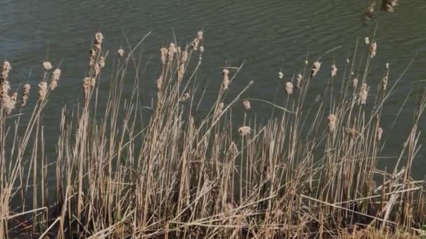 Gedroogde riet op het meer. — Stockvideo