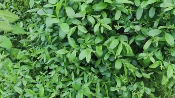 Belas folhas verdes de um arbusto . — Vídeo de Stock