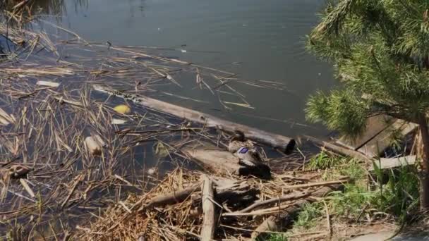 Dos patos salvajes en un lago sucio en la basura . — Vídeos de Stock