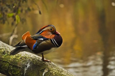 Mandarin ördeği bir oturum aç aittir
