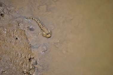 Mangrov ekosistem Periophthalmus