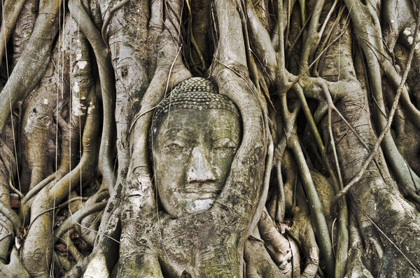 Sandstone Buddha head in roots