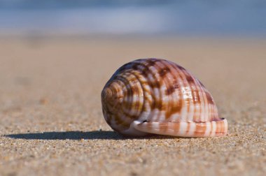 Kabuk kum ve bulanık su