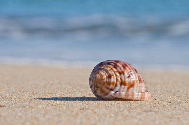 Kabuk kum ve bulanık su