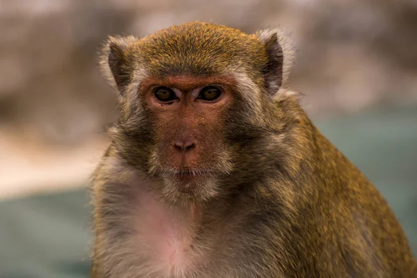 Retrato de Macaco Rhesus — Fotografia de Stock