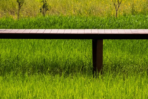 Рисовое поле с пешеходным путем — стоковое фото