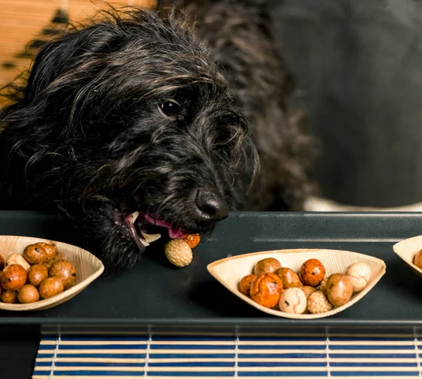 Dog takes his sweet snack reward — Stock Photo, Image