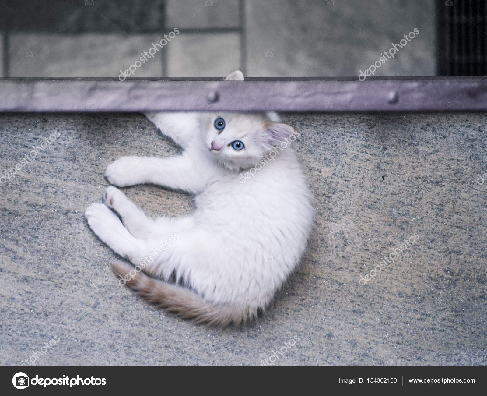 Gatto Cucciolo Dagli Occhi Blu Al Primo Piano Di Un Cortile Privato