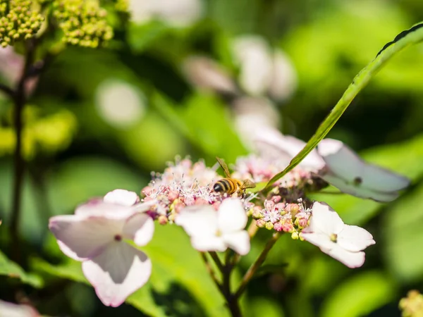 Bienenfütterung, Fliegen und Stacheln auf Blumen in einem Park, im Freien — Stockfoto