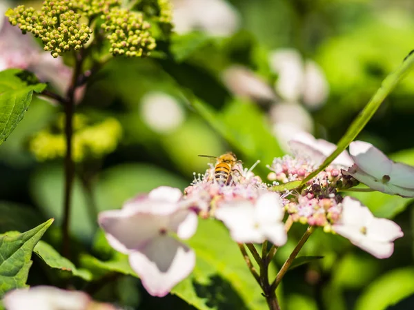 Arı besleme , uçan ve bir parkta çiçekler üzerinde stingking, açık — Stok fotoğraf
