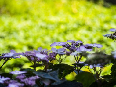 Bumble Bee uçan, oturma ve çalışma bir çiçek