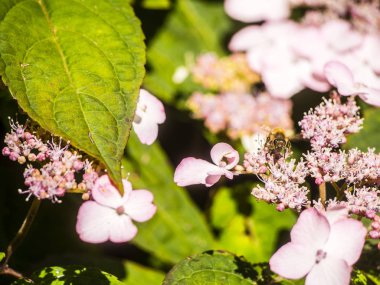 Bumble Bee uçan, oturma ve çalışma bir çiçek