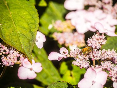 Bumble Bee uçan, oturma ve çalışma bir çiçek