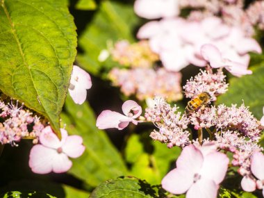 Bumble Bee uçan, oturma ve çalışma bir çiçek