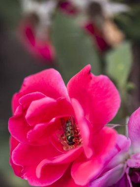 Bumble Bee uçan, oturma ve çalışma bir çiçek