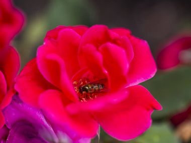 Bumble Bee uçan, oturma ve çalışma bir çiçek