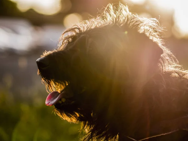 Hond liefdevolle zon — Stockfoto