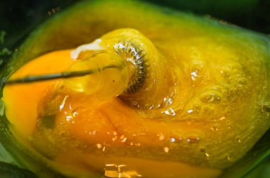 Evde yumurta ve şekerle pişirmek için pasta hazırlıyorum. Tartar. tuz,