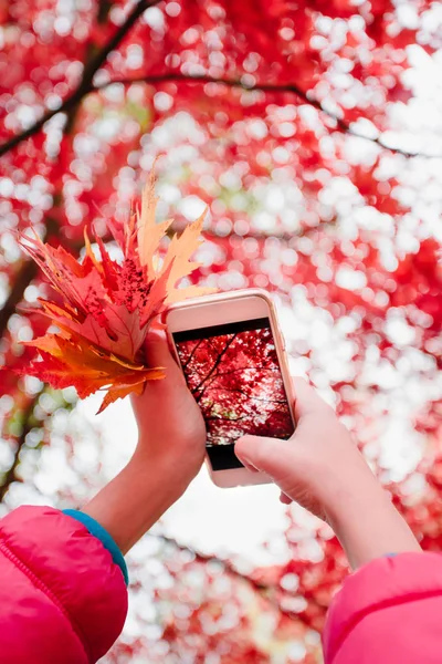 Фотография блестящего красного осеннего дерева — стоковое фото