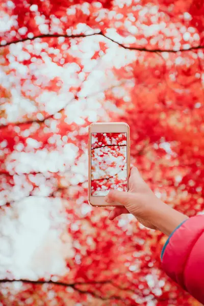 Фотография блестящего красного осеннего дерева — стоковое фото