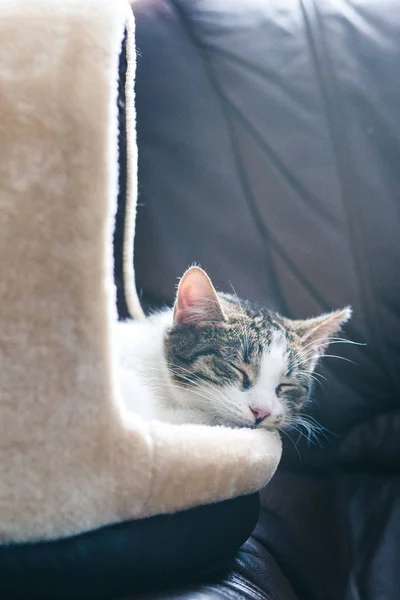 Gato dormindo em uma cama de gato em um sofá — Fotografia de Stock