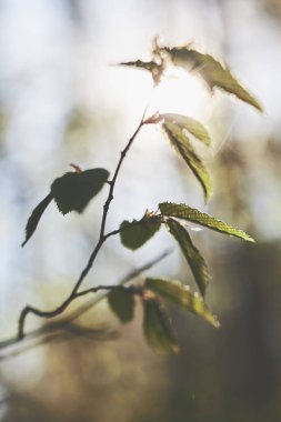 Bulanık yeşil yapraklar. Taze bahar yaprakları. Bahar teması
