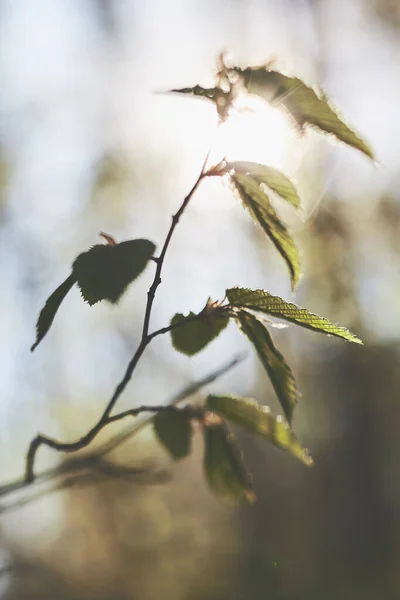 Verwischte Grüne Blätter Hintergrund Frühlingsfrisches Laub Frühlingsthema — Stockfoto